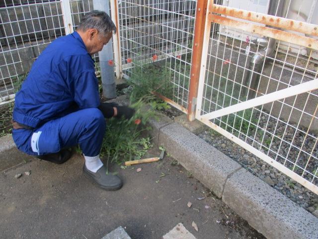 特別作業(除草)
