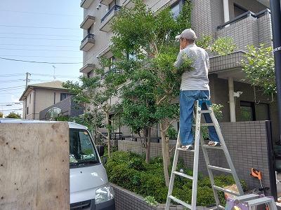 植栽剪定